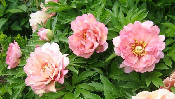 Hybrid peonies