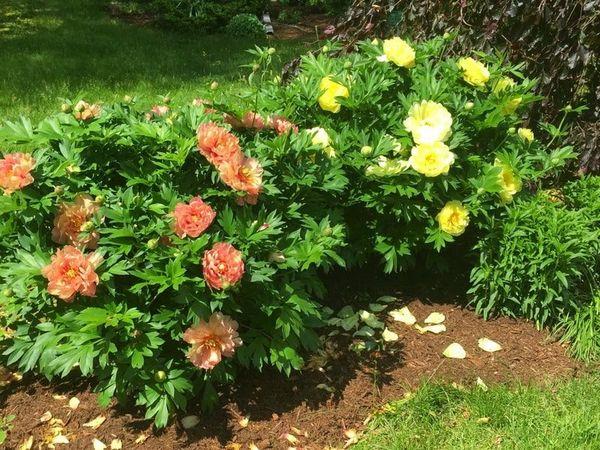 flowering peonies