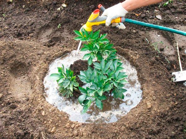 watering peonies