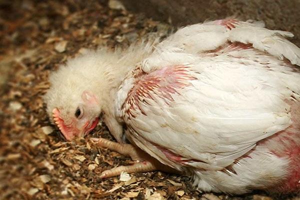 coccidiosis en aves de corral