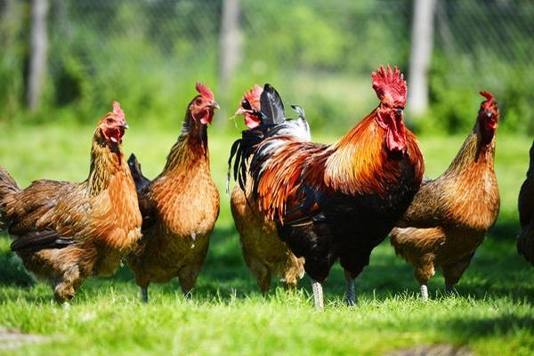 gallo y gallinas