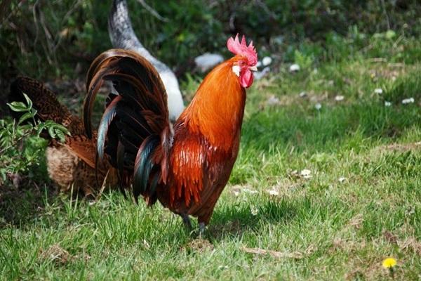 rooster for a walk