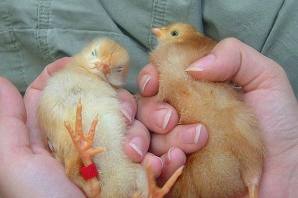 pequeños pájaros