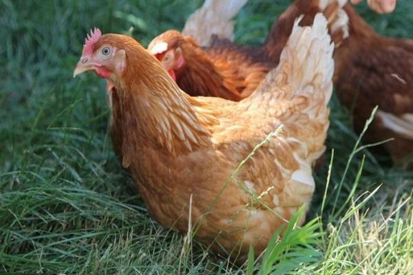 poulet dans l'herbe