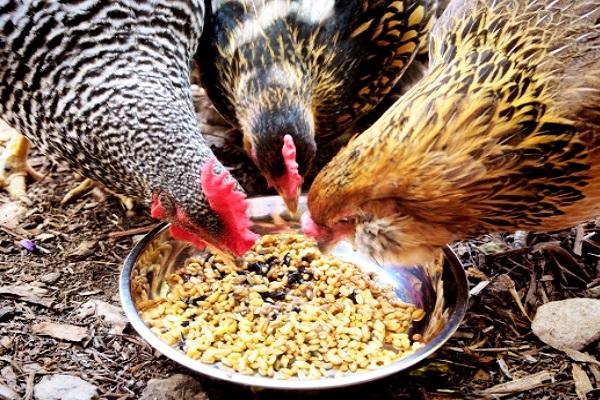 el pájaro esta comiendo