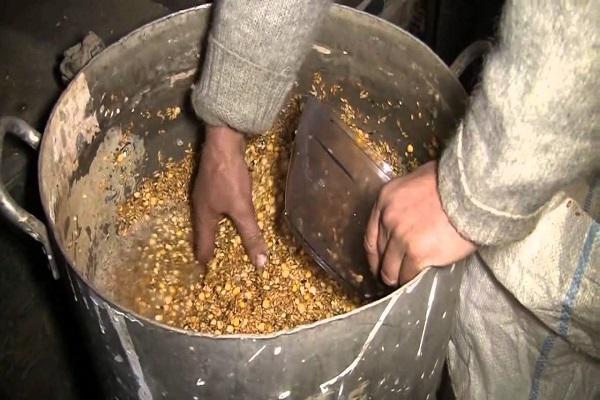 wheat selection