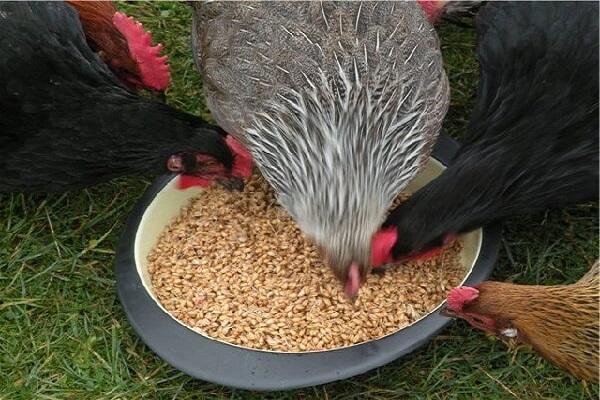 comida en un plato