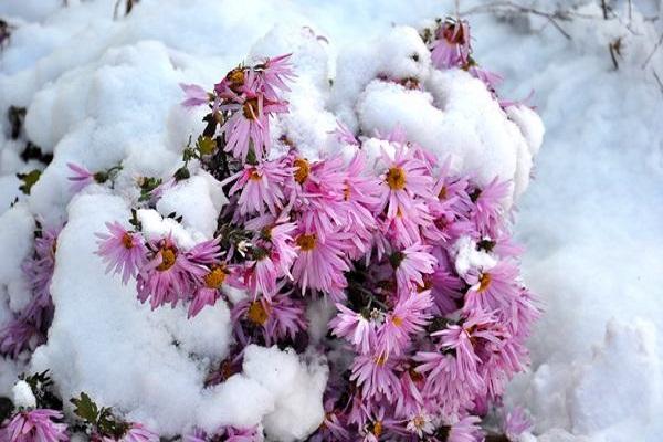 flowers under the snow