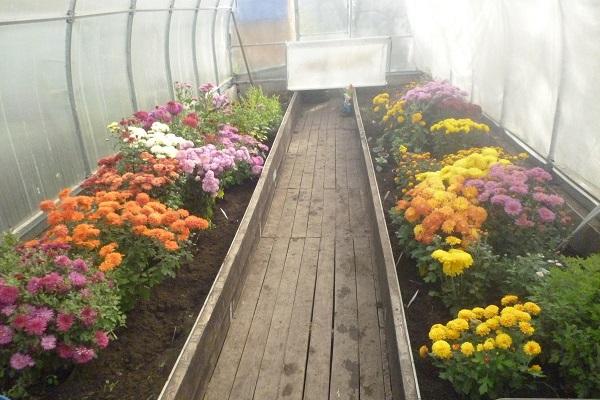 greenhouse flowers