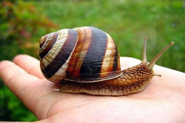 snail in hand