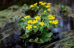 Description of the marsh marigold variety, planting and care features