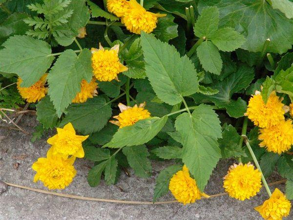 yellow flowers