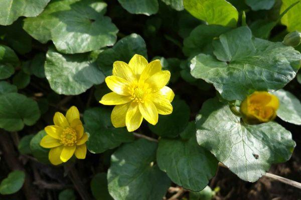 flor de caléndula