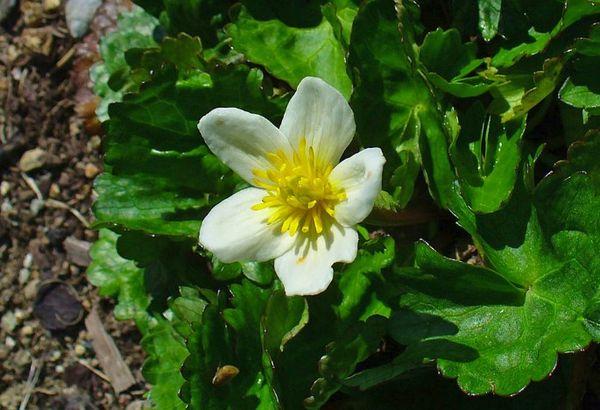 fleur ouverte