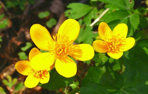 fleurs jaunes