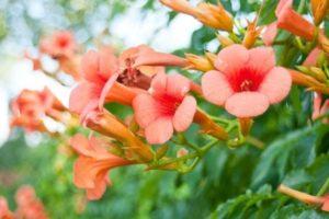 Plantación y cuidado de Kampsis en campo abierto, reproducción y cultivo.