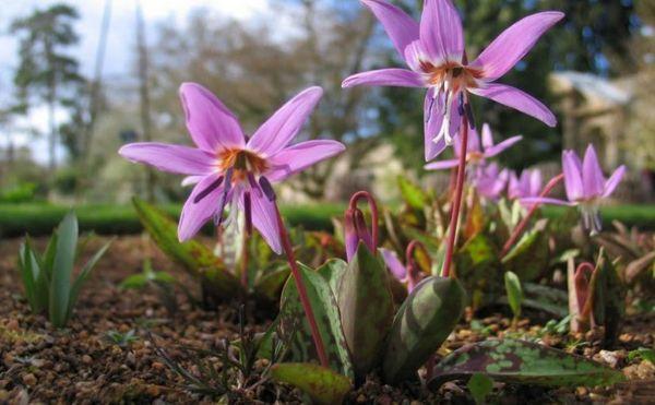 Kandyk or erythronium