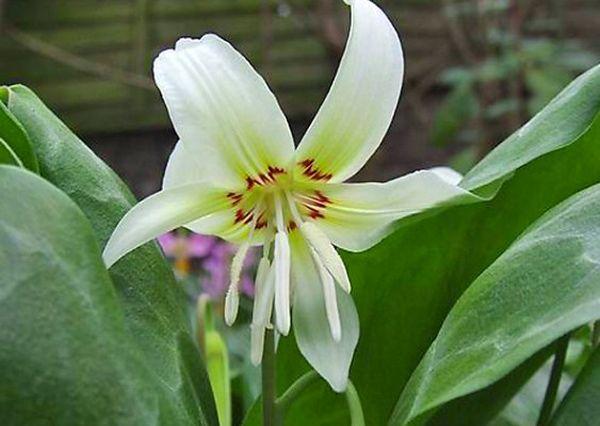 Beauté blanche de Californie