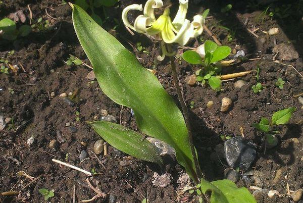 suelo para una flor