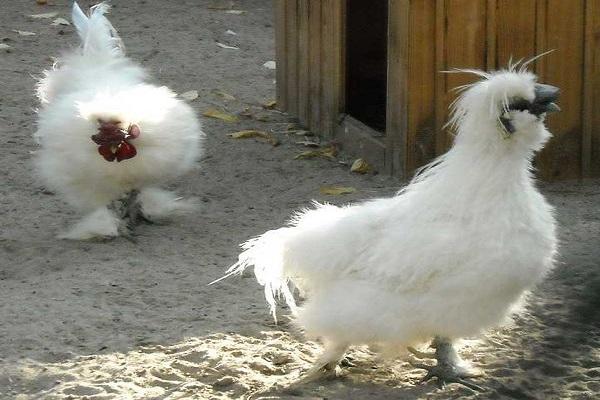 Características y descripción de la raza, cultivo y mantenimiento del pollo de seda chino.