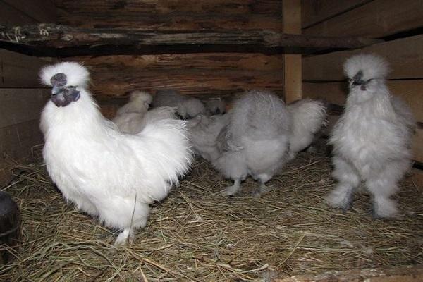 coños en el gallinero