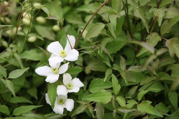 Montana Grandiflora