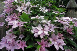 Description et caractéristiques de l'hybride Clematis Hegley, groupe de plantation et de taille