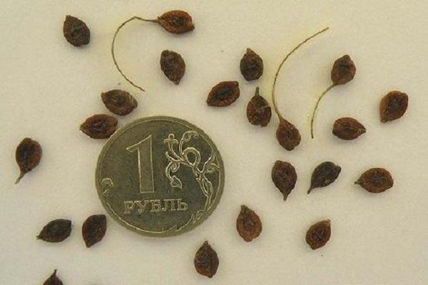 hybrid seeds