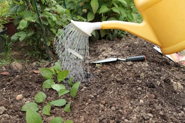 watering plants