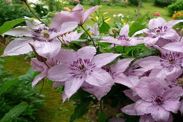 feuilles humides