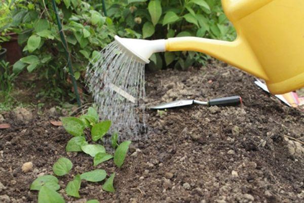 watering flowers