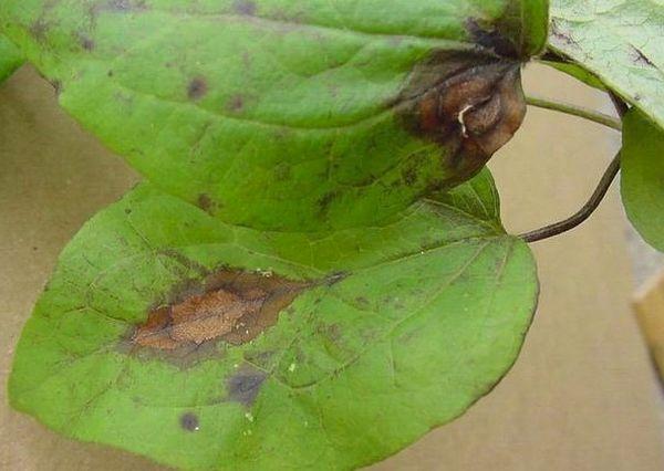 rouille sur la feuille