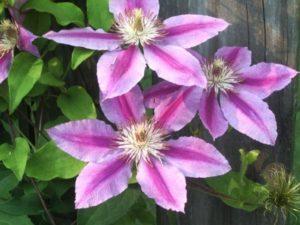 Mga paglalarawan at katangian ng clematis varieties Nelly Moser, pagtatanim at pangangalaga