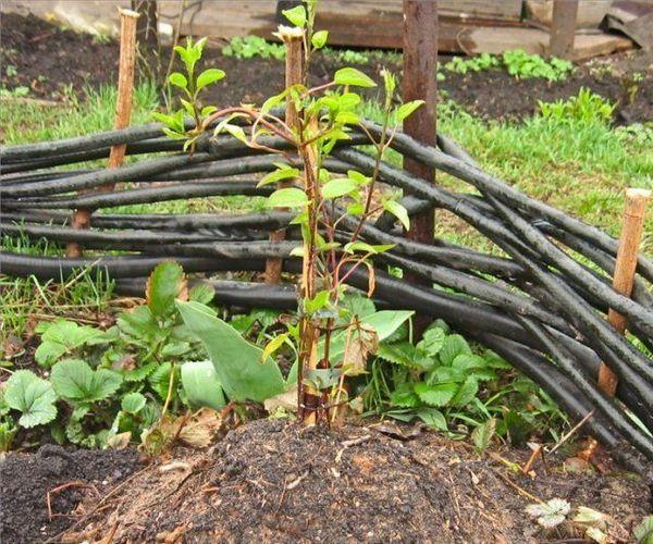 sprout of clematis