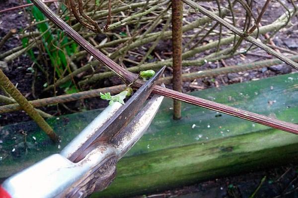 pruning stems