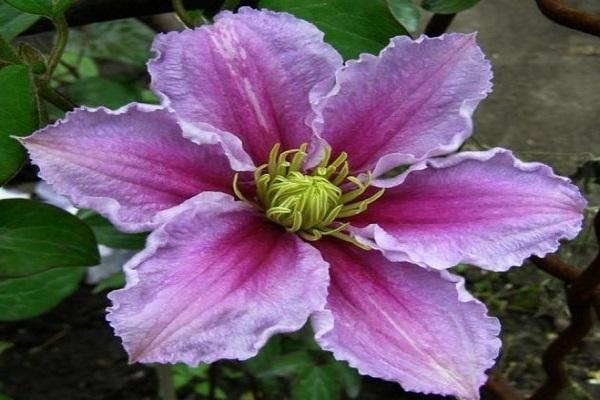 clematis Piilu