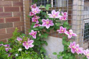 Description and planting of Piilu variety clematis, care and pruning group