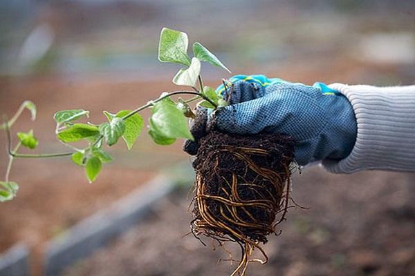 planter des plants