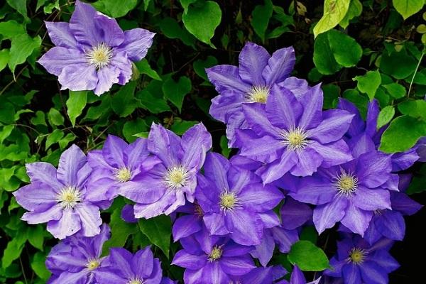 Clematis President