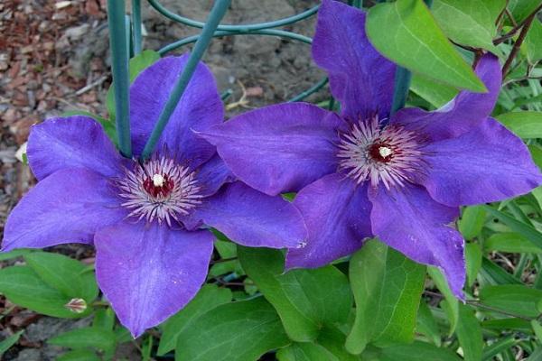 pétales de fleur