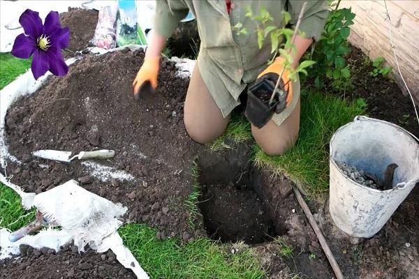 plantando flores