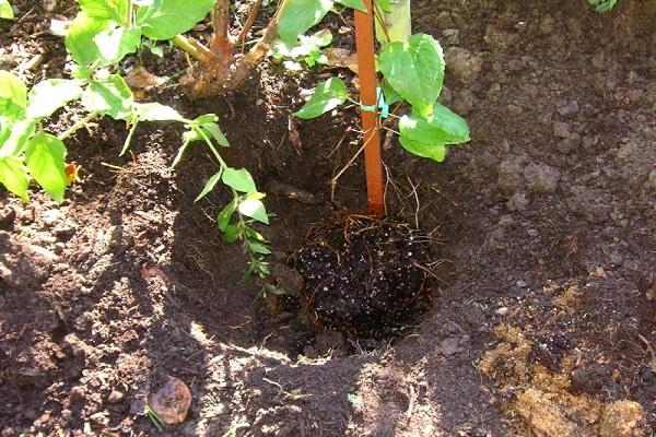 liana in the ground