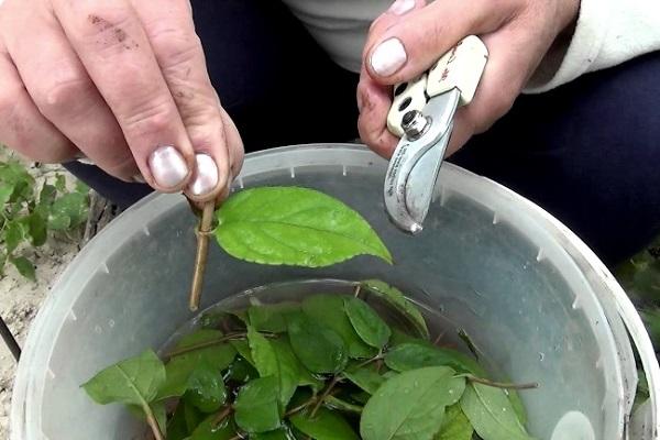 leaf trimming