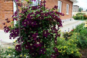 Kenmerken en aanplant van Rouge Cardinal cultivar clematis, snoeigroep