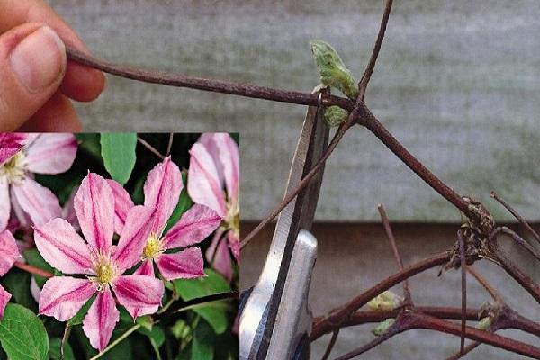 formative pruning