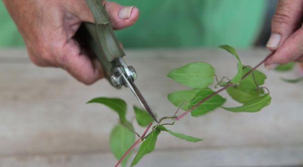 cuttings of clematis