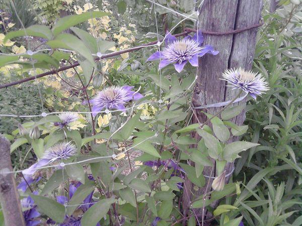 clemátide en el jardín