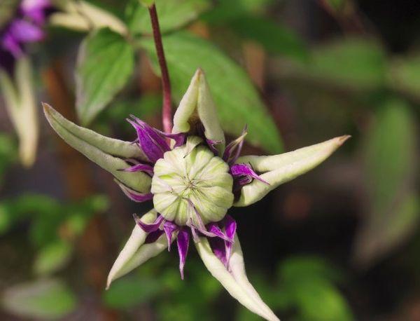 flor en el jardin