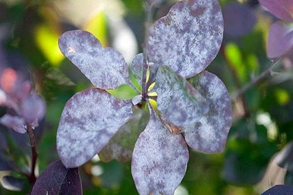 plaque on the leaves