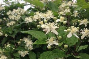 Penerangan dan jenis clematis berdaun anggur, ciri penanaman